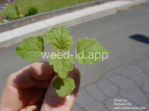 catnip